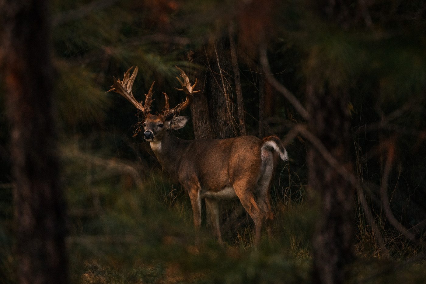 Guided trophy whitetail deer hunt Florida